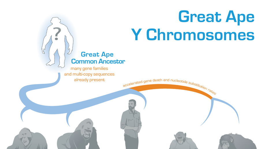 Dynamic evolution of great ape Y chromosomes
